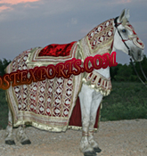 INDIAN WEDDING DESIGNER HORSE COSTUMES