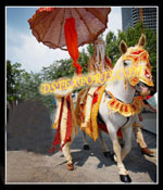 INDIAN BARAT HORSE COSTUME