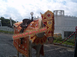 INDIAN WEDDING HORSE DECORS