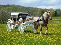 SPRING VICTORIA HORSE CARRIAGES