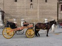 TRADITIONAL HORSE DRAWN CARRIAGES