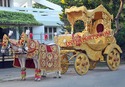 ROYAL WEDDING GOLD HORSE BAGHI