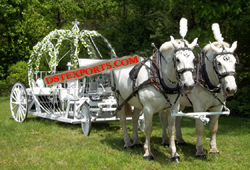 AUSTRALIAN WEDDING CINDERALLA CARRIAGE